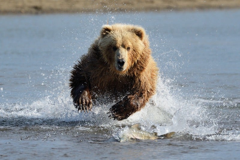 How-Fast-Can-A-Grizzly-Bear-Run