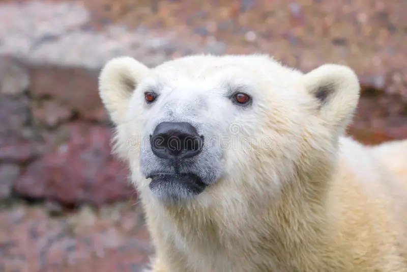 muzzle-wild-animal-polar-bear-image-177813376